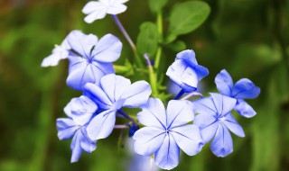 蓝雪花花语及象征意义 蓝雪花花语及象征意义是什么