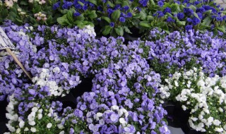 丹麦风铃草是多年生还是一年生? 丹麦风铃草是多年生吗