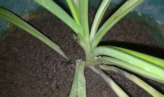 吊兰根部发黑腐烂处理 吊兰根部发黑腐烂处理方法分享