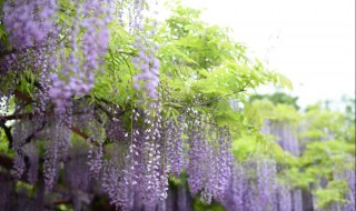 紫藤叶子发黄怎么回事 紫藤叶子发黄的原因