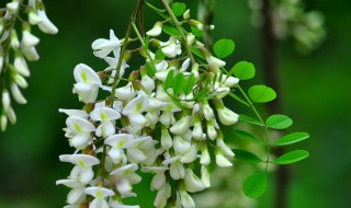 洋槐花的花语和寓意 洋槐花的花语和寓意介绍
