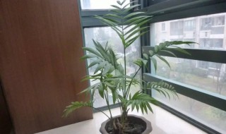 散尾葵喜阴还是喜阳 散尾葵喜阴吗