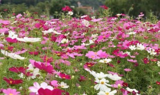 格桑花谢了第二年还会开吗 格桑花谢了第二年还会不会开