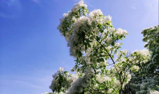 满树白花的树是什么树 满树白花的树介绍