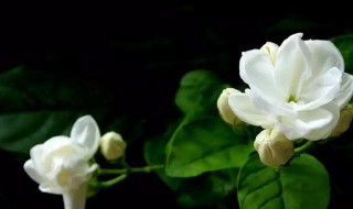 茉莉花冬天会冻死吗 茉莉花介绍