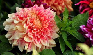 刚买大丽花怎么养 大丽花养殖方法