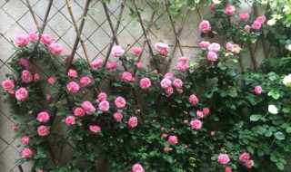 爬藤月季如何牵引上墙 爬藤月季牵引上墙的方法