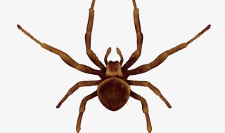 蜘蛛是益虫还是害虫 蜘蛛属于什么虫类