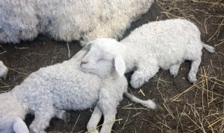 孕妇梦见羊什么意思 关于孕妇梦见羊是什么意思