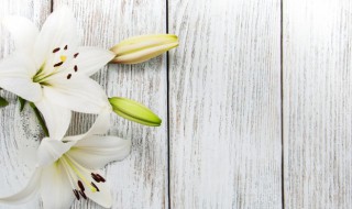 百合花北方露地能种吗 百合花北方露地能不能种