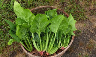 关于菠菜的资料 菠菜的简介