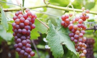家种葡萄怎么管理 家种葡萄如何管理