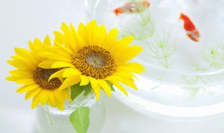 两朵向日葵的花语和寓意 关于两朵向日葵的花语是什么介绍