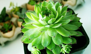 饺子皮多肉怎么养 饺子皮多肉的养殖方法