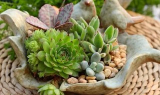 多肉夏天几月份休眠 多肉介绍