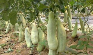 羊角蜜架子怎么搭 羊角蜜的养殖方法