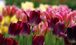 郁金香种球开完花之后会死吗 开过花之后的郁金香种球能不能死