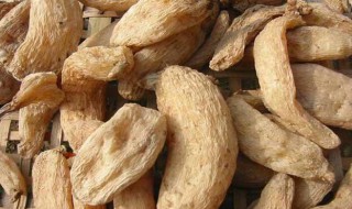 天麻的树苗是什么样子 关于天麻树苗的特征介绍