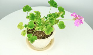 室内驱蚊虫植物盆栽有哪些 室内驱蚊虫植物盆栽介绍
