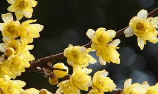 腊梅花怎么保存得久 长时间存放腊梅花的方法