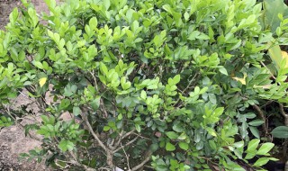 九里香苗几年开花 九里香苗多长时间会开花