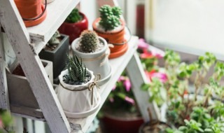 关于盆栽的说说 关于盆栽的说说有哪些