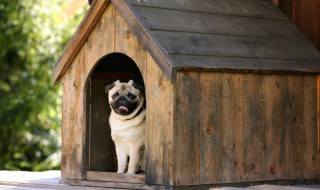 动物的描述方法 动物的三种描述方法