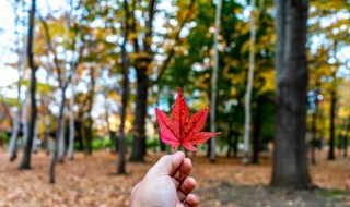 秋风送爽的意思是什么 秋风送爽的含义