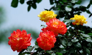 夏天月季怎么施肥 月季夏天施什么肥