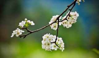 东风是什么季节 那个季节是东风