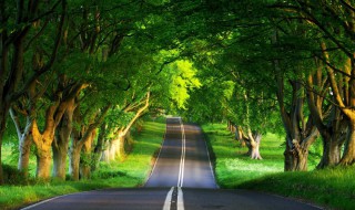 绿树成荫是什么季节 绿树成荫是属于什么季节