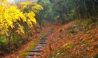 生意葱笼的意思 生意葱笼造句