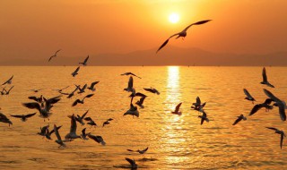 落霞与孤鹜齐飞 落霞与孤鹜齐飞出自何处