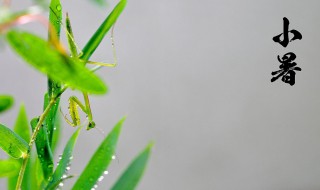 二十四节气小暑日记怎么写 二十四节气小暑日记范文