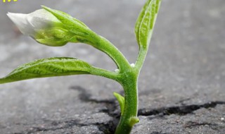 生命的意义是什么 生命的意义指什么