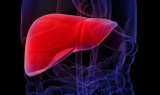 獭尾肝是什么意思 獭尾肝指的是什么