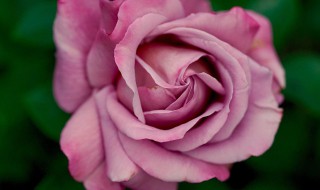 切花是什么意思 切花的意思