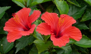 扶桑花的寓意是什么 扶桑花的寓意简单介绍