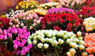 凋残的意思 凋残的解释