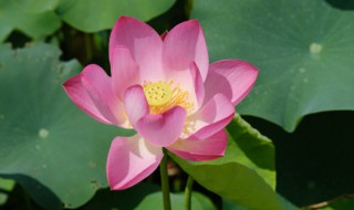 莲蓬的寓意是什么 莲蓬有什么寓意