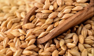 麸质食物有哪些 麸质食物有什么