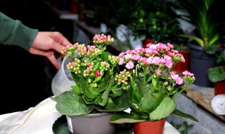 长寿花的养殖方法和注意事项有哪些 长寿花如何养殖