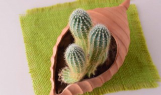 仙人球的养殖方法和注意事项有哪些 仙人球如何养殖