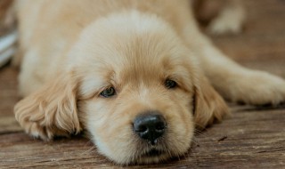 狗是什么意思 狗的介绍