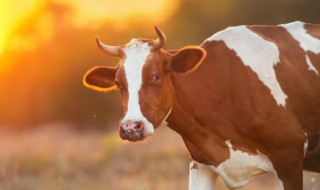 养牛禁忌和养牛注意事项 关于养牛禁忌和养牛注意事项