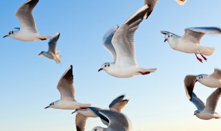 有关海鸥的介绍 什么是海鸥