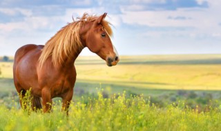 有关马的艺术品介绍 马的艺术品介绍