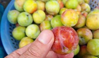 五月脆李子品种介绍 五月脆李的栽植技术分享