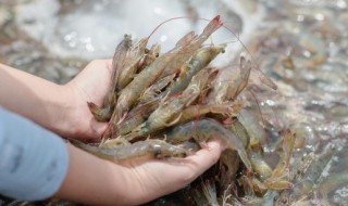 怎样储存活虾放冰箱 如何储存活虾放冰箱