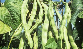 怎样储存豆角不老 存放豆角不老的方法